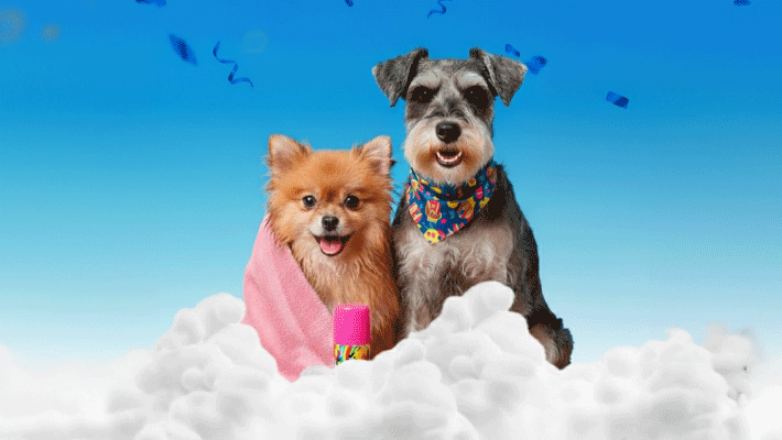 Clínica Veterinaria Solidaria 